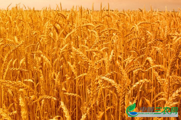 小麦种子播种前进行拌种的具体流程步骤和注意事项