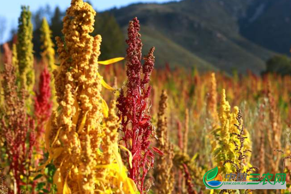 新兴藜麦的种植技术流程和管理要点