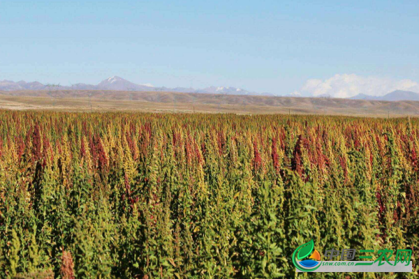 新兴藜麦的种植技术流程和管理要点