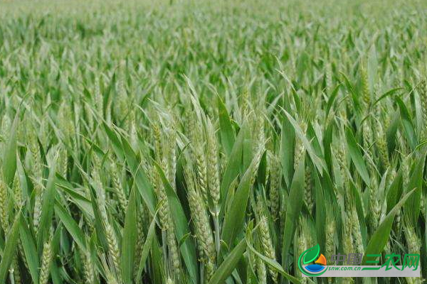 种植小麦期间要镇压吗？镇压有什么好处？能提高产量吗？