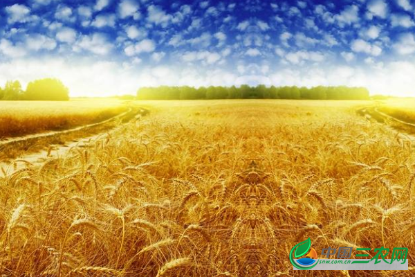 种植小麦期间要镇压吗？镇压有什么好处？能提高产量吗？