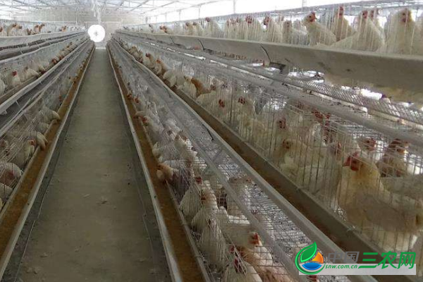 饲养蛋鸡日常的管理技术 饲养蛋鸡提高产蛋率的管理技术要点