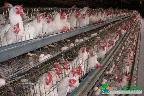 养殖蛋鸡怎样进行合理饲喂？怎样保存饲料？怎样降低饲料成本？