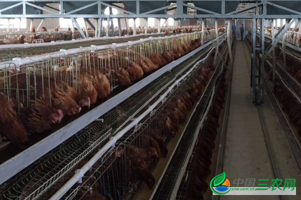 养殖蛋鸡怎样进行合理饲喂？怎样保存饲料？怎样降低饲料成本？