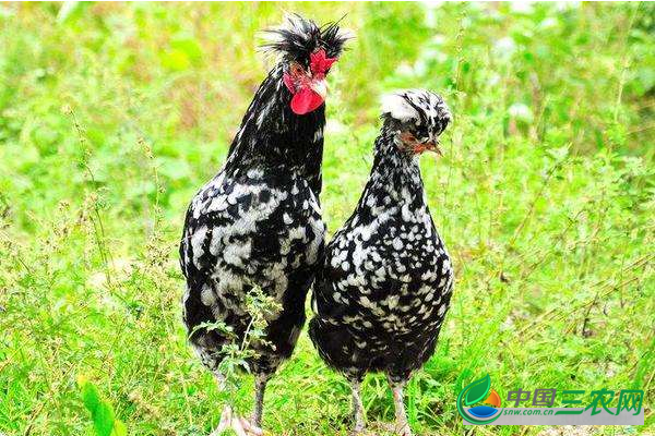 适宜贵妃鸡生长的环境条件和饲养管理要点