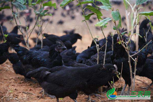 现在饲养五黑鸡赚钱吗？养殖前景怎么样？ 有没有养殖风险？