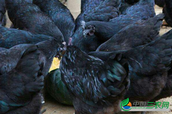 现在饲养五黑鸡赚钱吗？养殖前景怎么样？ 有没有养殖风险？