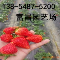 批发草莓苗 甜查理草莓苗 草莓苗规格齐全