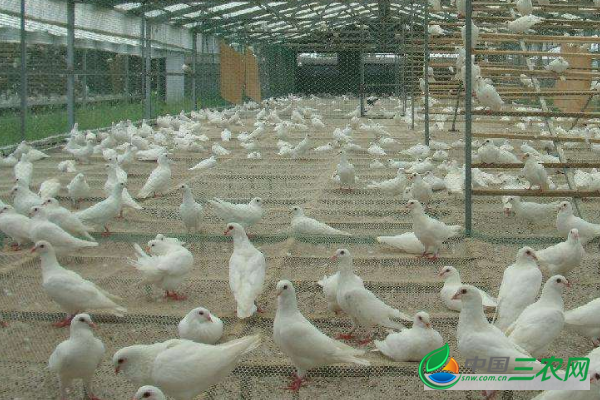 想要肉鸽安全过冬必须要做好的饲养管理工作和饲养小技巧 养殖户不可忽视