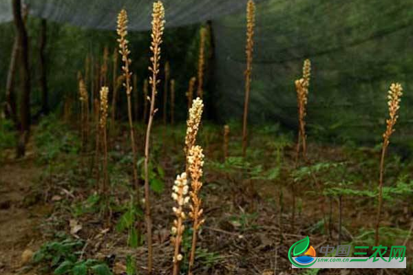 种植高产天麻的具体流程步骤和管理要点