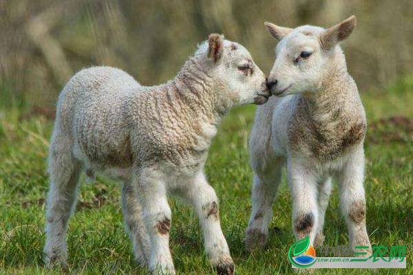 提高小尾寒羊羔成活率的管理要点和避免小尾寒羊羔生病的管理方法有哪些？