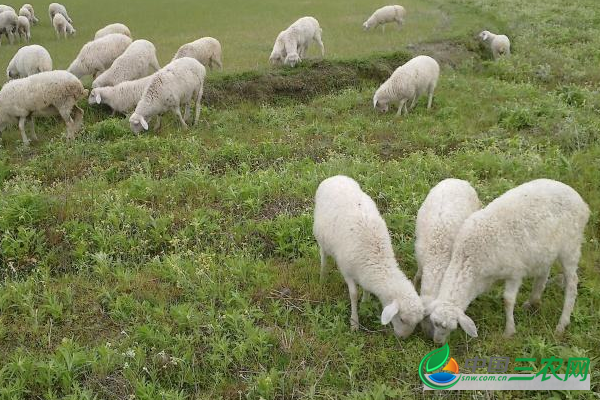 **饲养高产湖羊的方法是什么？饲养湖羊的管理技术要点有哪些？