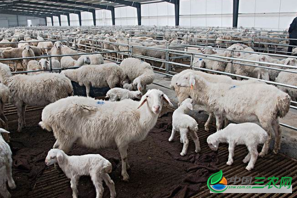 圈舍饲养高产羊的管理流程步骤有哪些？圈舍饲养羊的管理技术要点是什么？