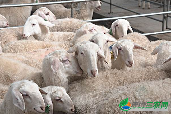 圈舍饲养高产羊的管理流程步骤有哪些？圈舍饲养羊的管理技术要点是什么？