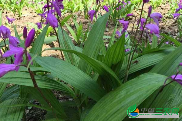 现在白芨种苗多少钱一公斤？白芨的种植前景如何？种植成本是多少？