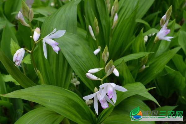 现在白芨种苗多少钱一公斤？白芨的种植前景如何？种植成本是多少？