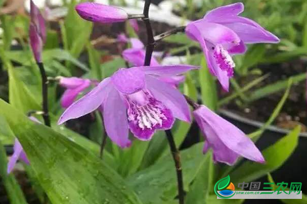 秋冬季种植高产白芨的管理技术和田间种植要点