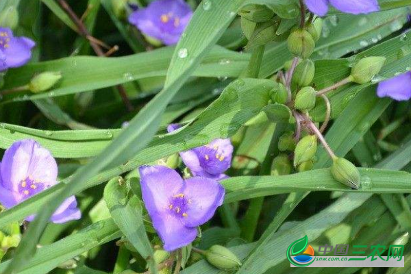 秋冬季种植高产白芨的管理技术和田间种植要点