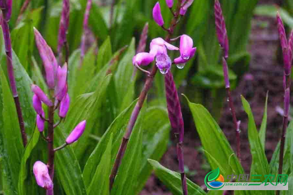 秋冬季种植高产白芨的管理技术和田间种植要点