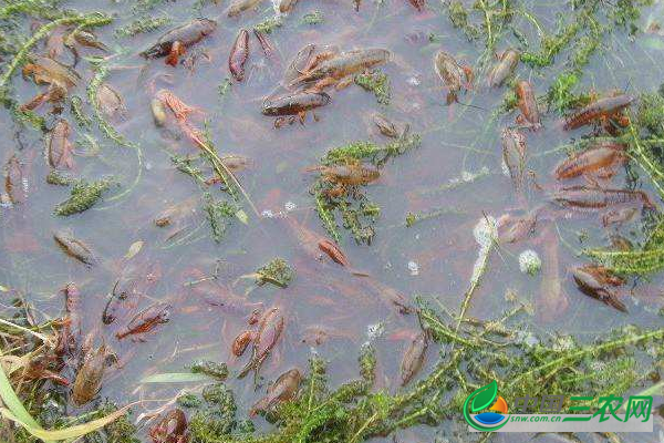 秋冬季人工饲养高产小龙虾的具体流程步骤有哪些？