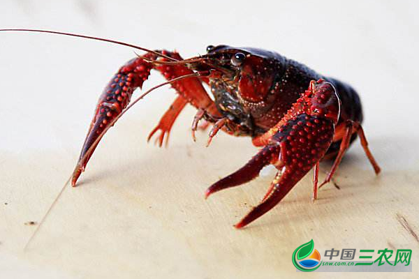 吃小龙虾的食用禁忌是什么？不能同吃的食物有哪些？上火和过敏的吃货要注意