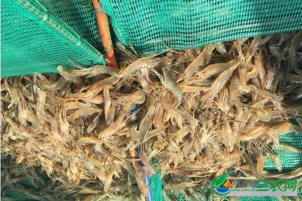 **养殖青虾的管理技术关键点和注意事项有哪些？
