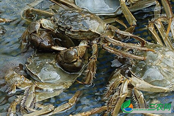 螃蟹与虾混养**技术流程和日常管理要点的介绍 保证轻松高产