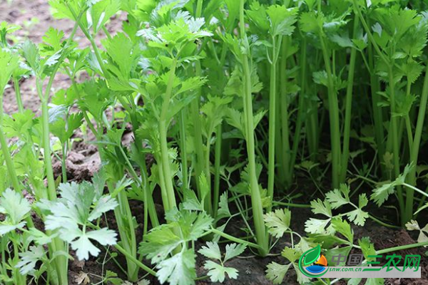 种植高产芹菜的具体施肥流程和施肥规律是什么？