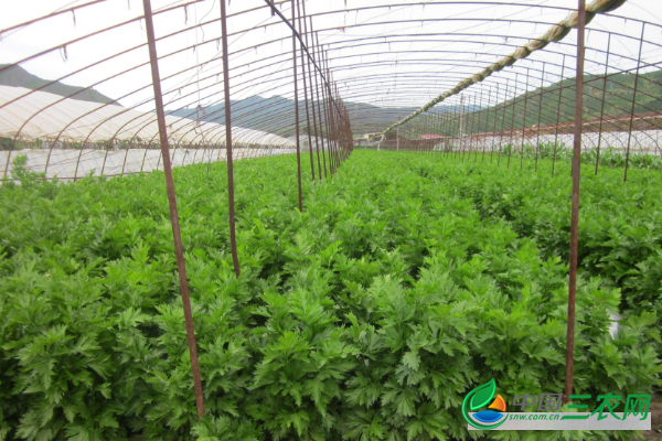 种植高产西芹的技术方法和田间管理要点有哪些？