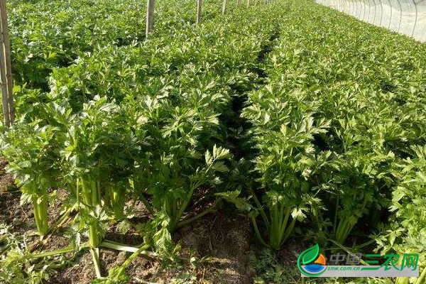 种植高产西芹的技术方法和田间管理要点有哪些？