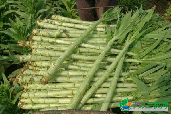**秋季种植高产贡菜的技术方法和田间管理要点有哪些？