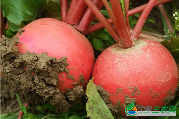 秋冬季种植高产大红萝卜的具体流程步骤有哪些？