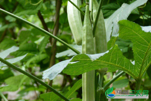 黄秋葵高产的种植方法