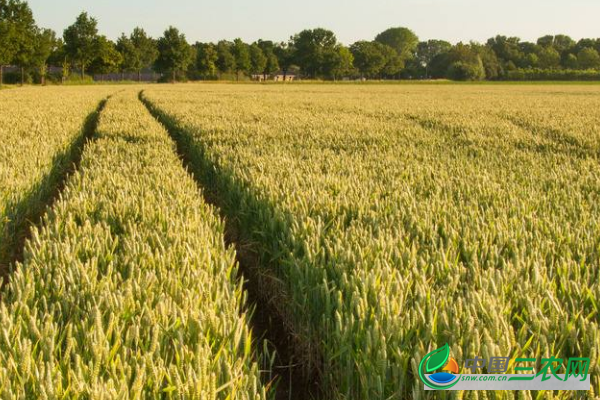 小麦高产的种植方法