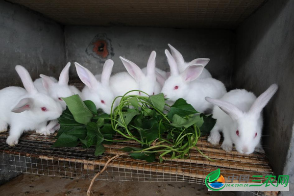 　养殖兔子过程中应注意的问题