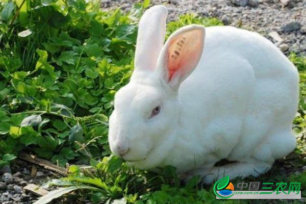 　养殖兔子过程中应注意的问题