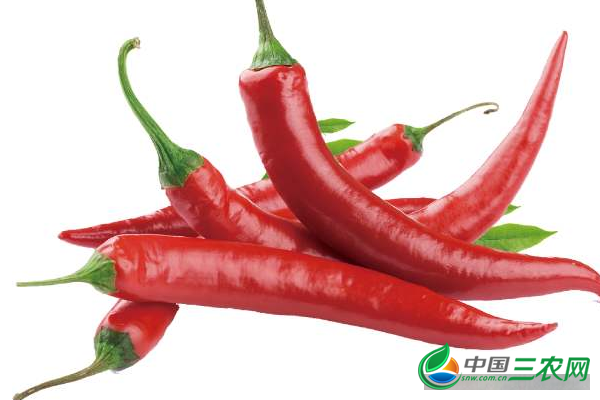 辣椒高产的种植方法有哪些？
