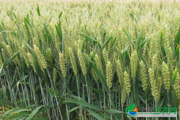 小麦冬天养护的关键问题有哪些？