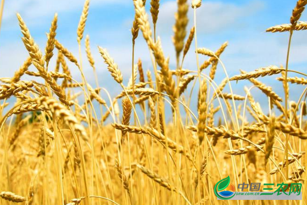 小麦冬天养护的关键问题有哪些？