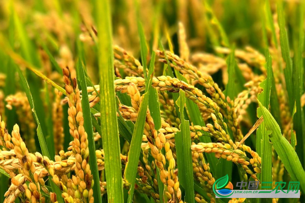 　种植水稻常见的误区有哪些?
