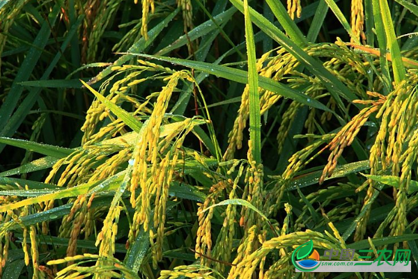 　种植水稻常见的误区有哪些?
