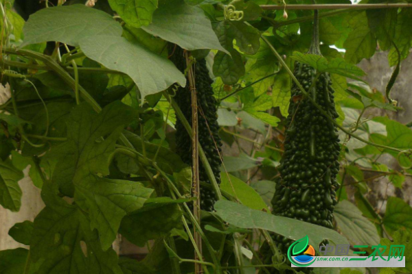 黑苦瓜的种植方法和养护关键