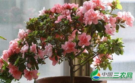 8种具有净化甲醛效果的盆栽植物介绍！分分钟将室内甲醛吸收干净