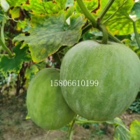 供应台湾苹果苦瓜种子高产肉厚高产类出芽率高南瓜种子