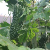 供应黑珍珠籽 黑苦瓜种子 稀有品种 黑妃一号瓜果籽