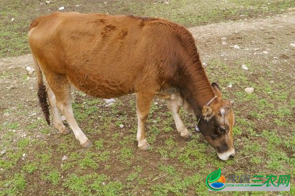 肉牛食欲差的解决方法是什么