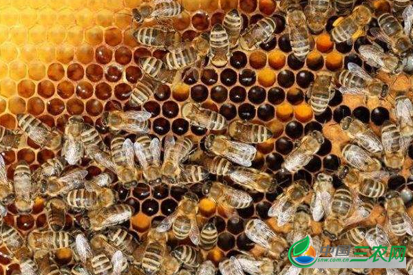 蜜蜂该如何让养殖?有哪些注意事项?