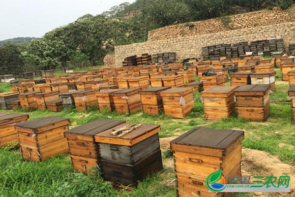 蜜蜂双王养殖方法及注意事项都有哪些?