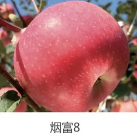 山东烟台免套袋苹果种植新技术，提升产量和品质