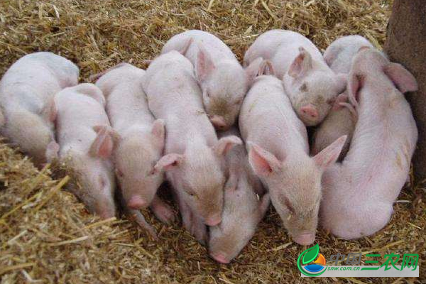 冬季用发酵床养猪的注意事项有哪些?